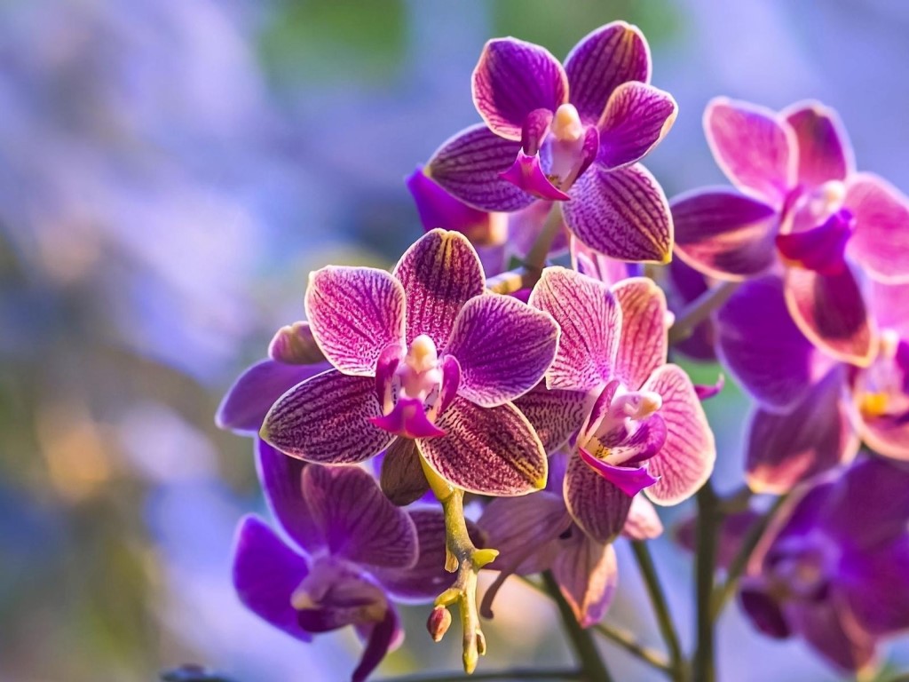 орхидея подарок значение