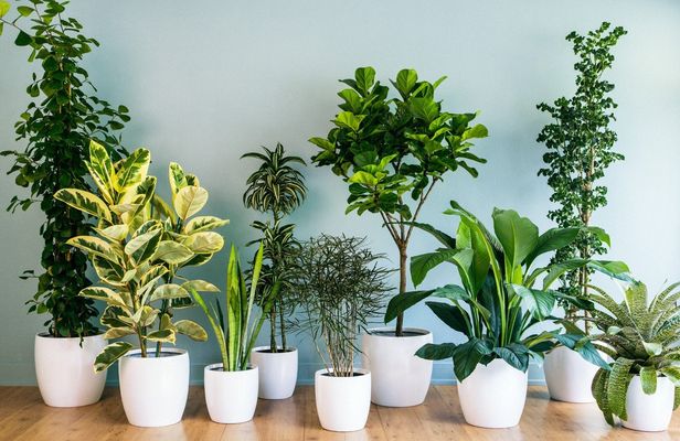 17 комнатных растений, которые привлекают счастье и удачу в дом - Купить  цветы